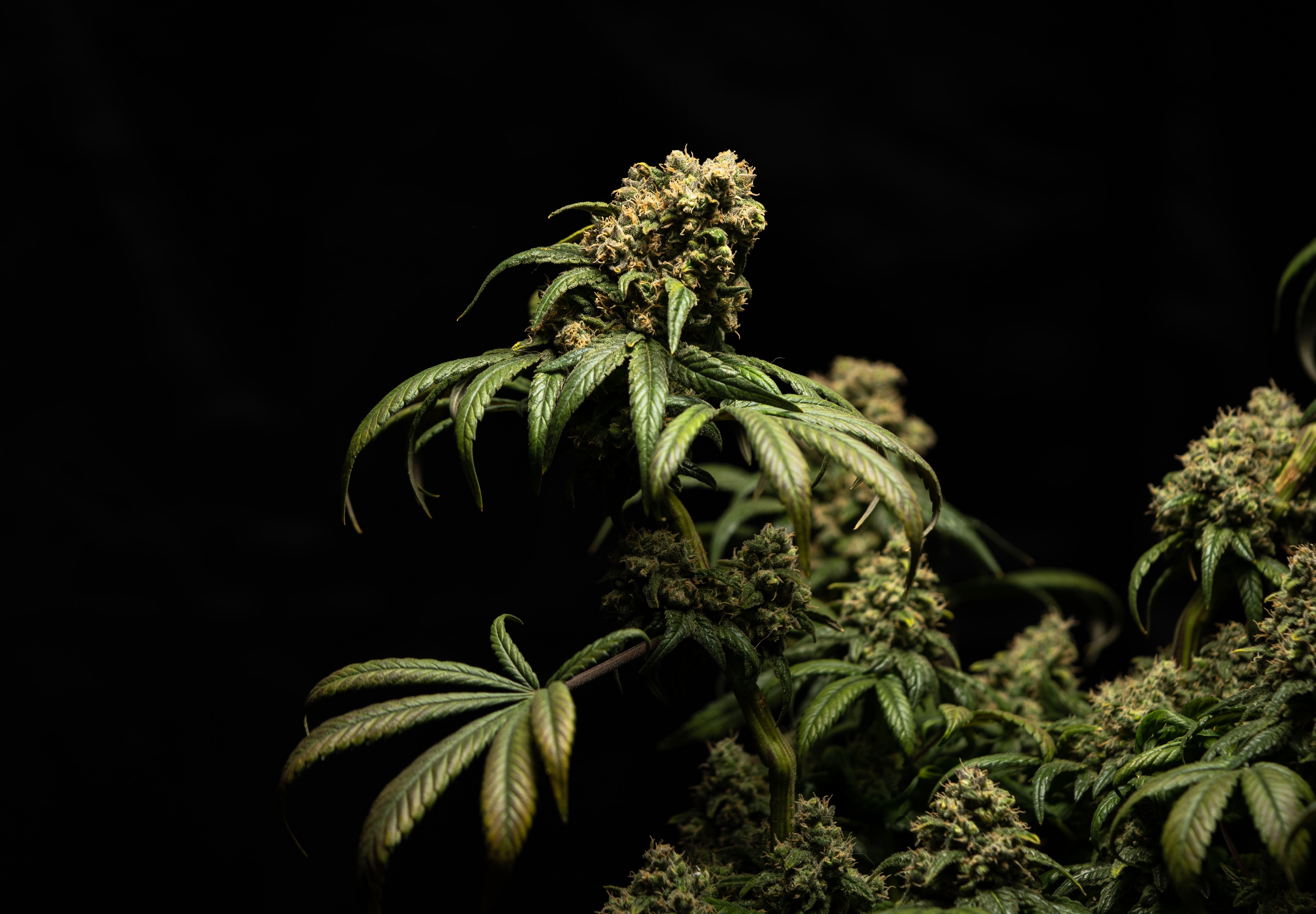 Image of a cannabis plant against a black background