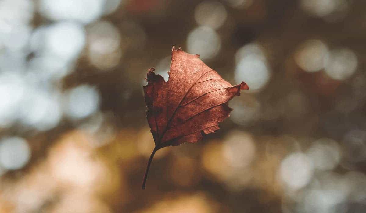 brown leaf falling from a tree