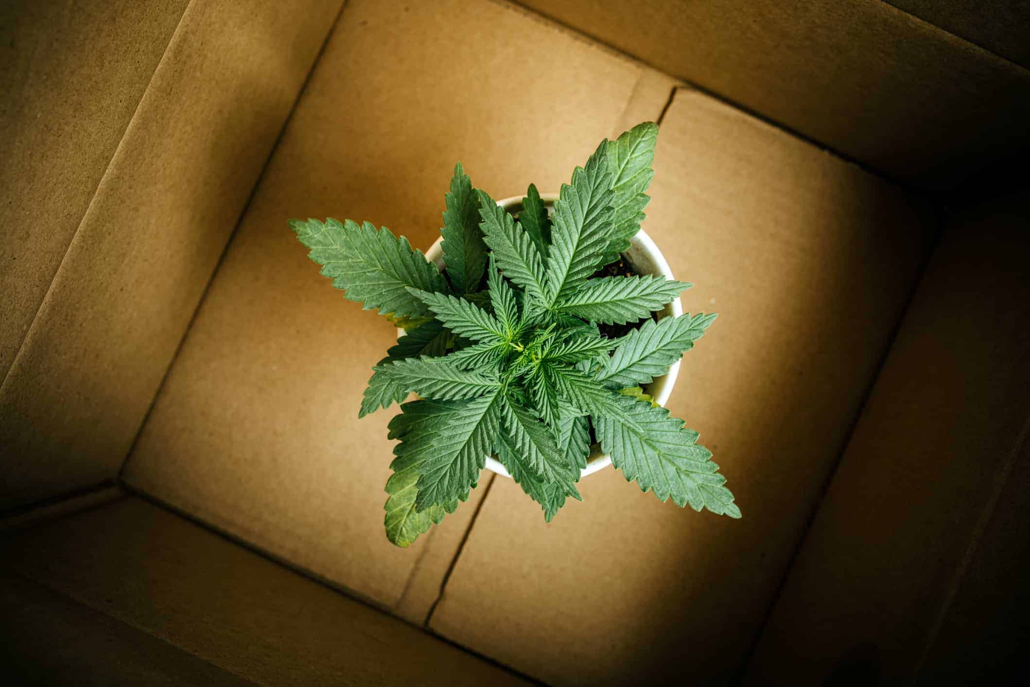 hemp plant sitting in a cardboard shipping box