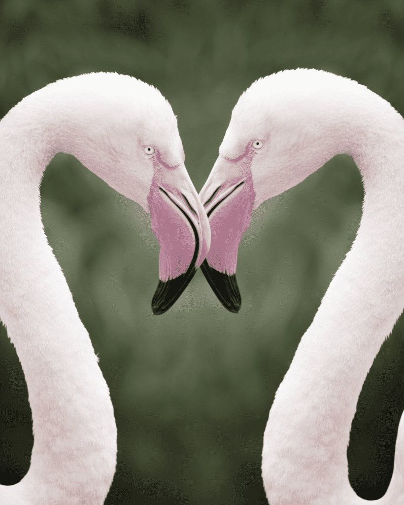 Flamingos beak to beak