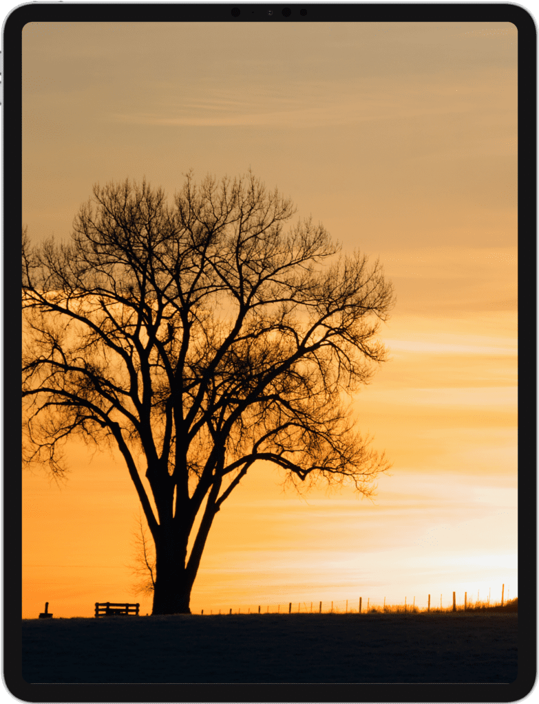 iPad Pro screen featuring a silhouette of a tree during sunset