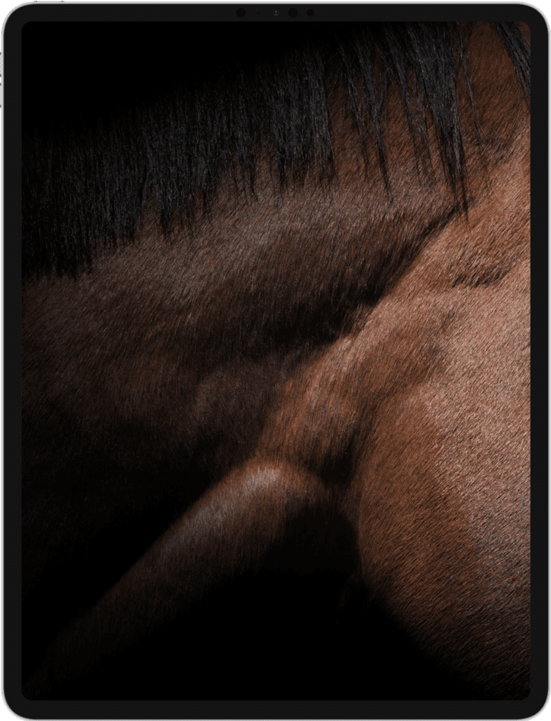 iPad featuring a close up of muscles on the side of a horse